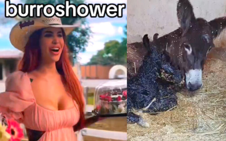 Nace burro en Cuacolandia; Elena Larrea le organizó 'burro shower' antes de morir Nace burro en Cuacolandia; Elena Larrea le organizó 'burro shower' antes de morir