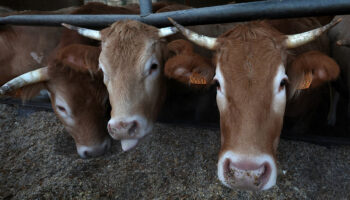 EU detecta gripe aviar en la leche pero asegura que suministro de productos lácteos es seguro