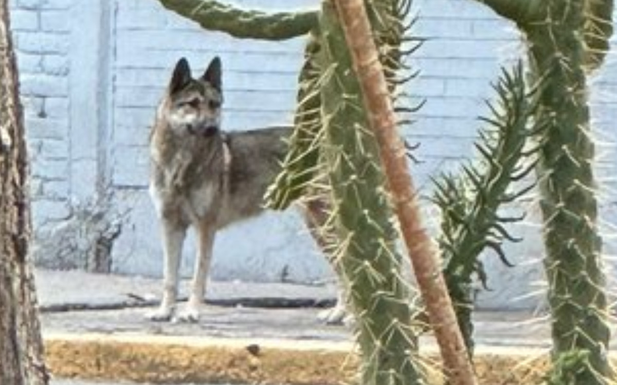 ¡No era perro! Capturan a lobo que se fugó del Zoológico de Aragón