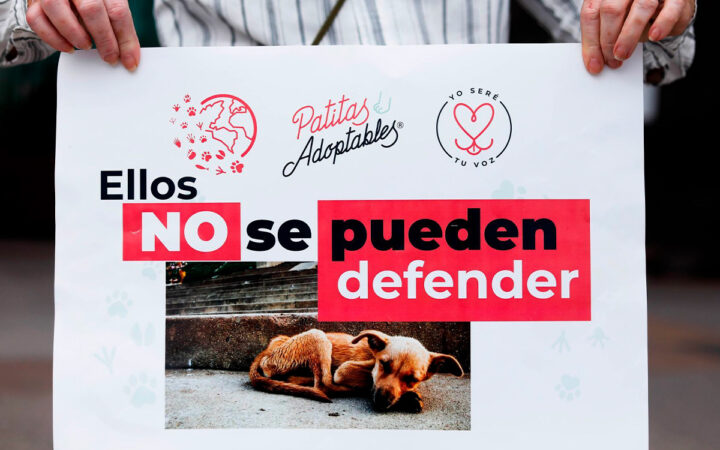 Marcha por los animales en CDMX: Ruta y horario