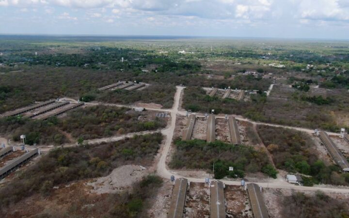Yucatán: Hallan más de 300 granjas porcinas contaminantes que no fueron detectadas por Semarnat Yucatán: Hallan más de 300 granjas porcinas contaminantes que no fueron detectadas por Semarnat