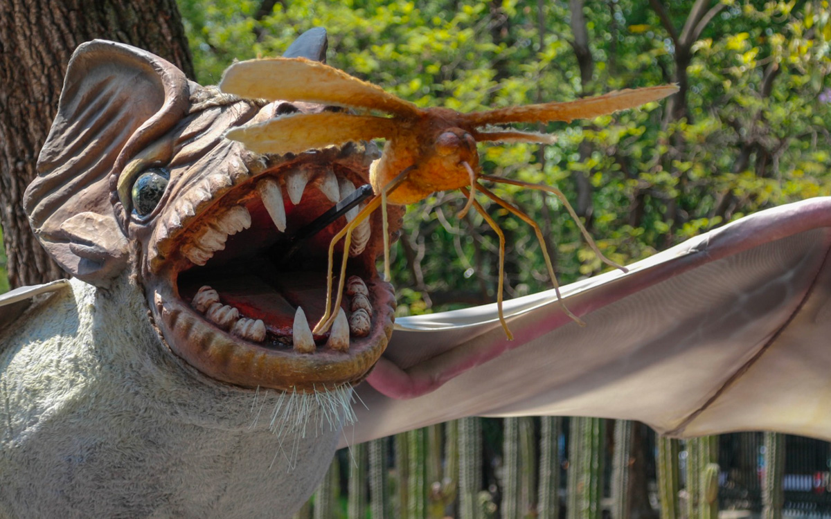 ¿Murciélagos invaden Chapultepec? Actividades y horarios del festival más grande del mundo sobre este animal