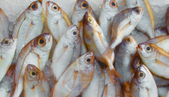 ¿Cuáles son los beneficios de comer pescado regularmente?