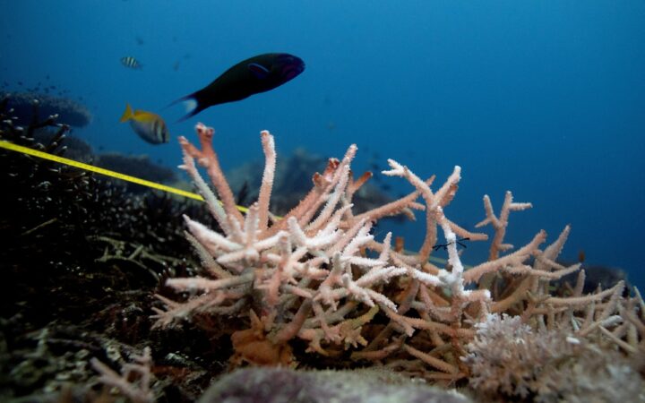 Evidencia clara de 'huella' humana en el aumento de la temperatura del mar: estudio