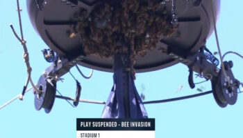 Indian Wells: Suspenden duelo Alcaraz vs. Zverev por una repentina invasión de abejas | Video