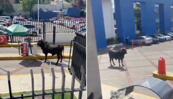 Un toro se cuela a las instalaciones de La Salle Pedregal | Video