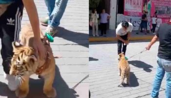 Video | Captan a hombre paseando un cachorro de tigre en Tulancingo, Hidalgo