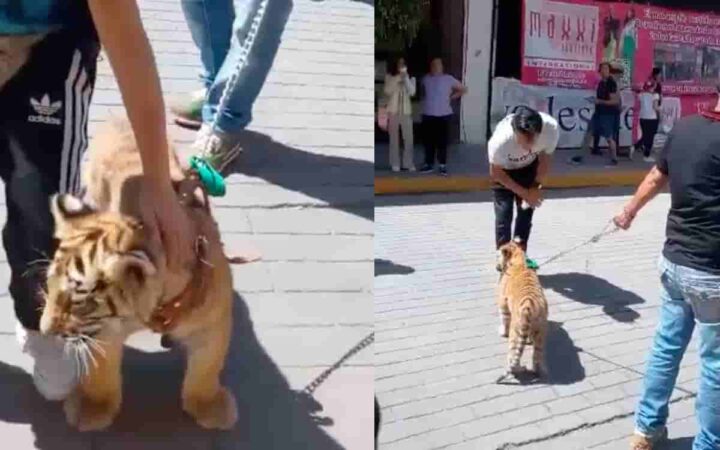 Video | Captan a hombre paseando un cachorro de tigre en Tulancingo, Hidalgo Video | Captan a hombre paseando un cachorro de tigre en Tulancingo, Hidalgo