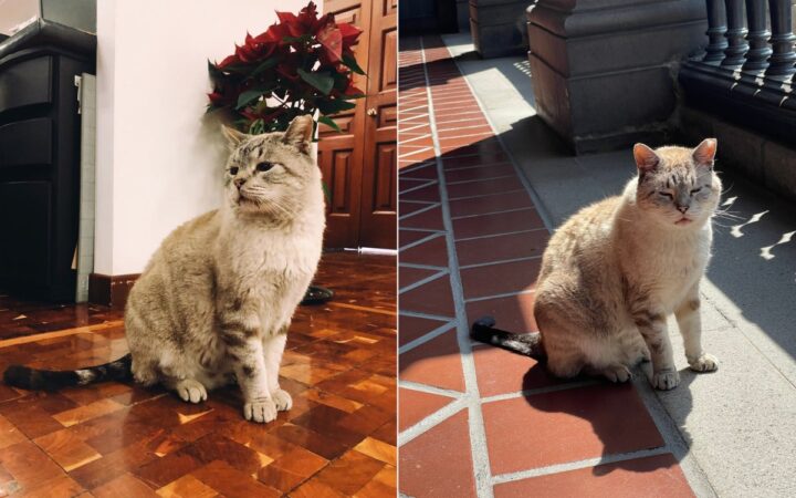 Muere Zeus, el famoso gato que vivía en Palacio Nacional