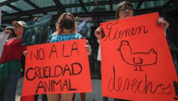 Activistas exigen sanción contra senador que promovió sacrificio de gallina en Senado