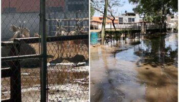 Profepa inspecciona descarga de aguas residuales en zoológico de Morelia