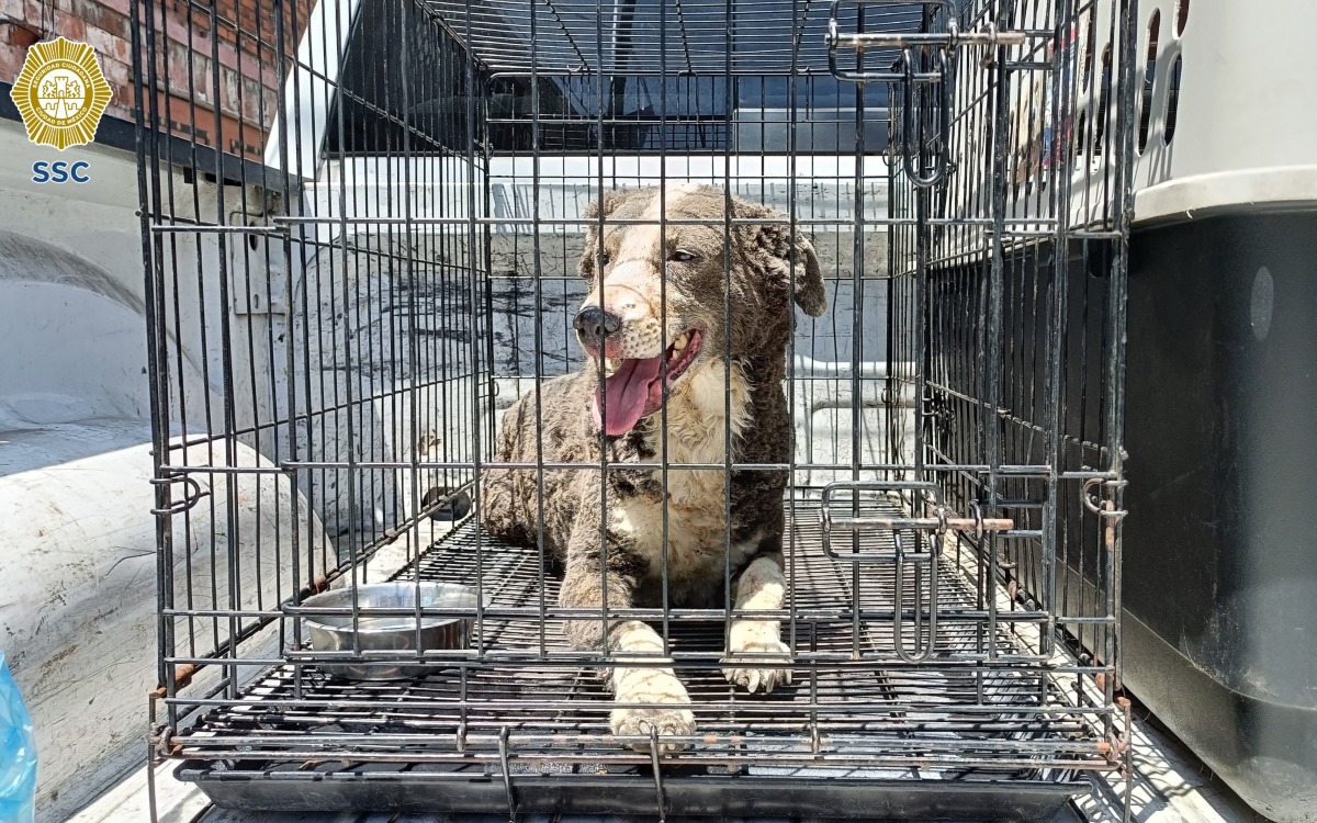 Rescatan a ocho perros tras explosión en vivienda de Tlalpan | Video