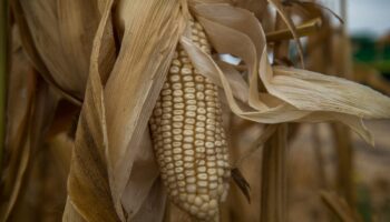 AMLO asegura que no hay problemas en el comercio de maíz pese a queja de EEUU