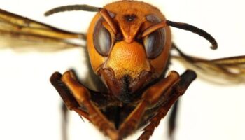 La Inteligencia Artificial se une a la lucha contra el avispón asiático, especie invasora: Estudio