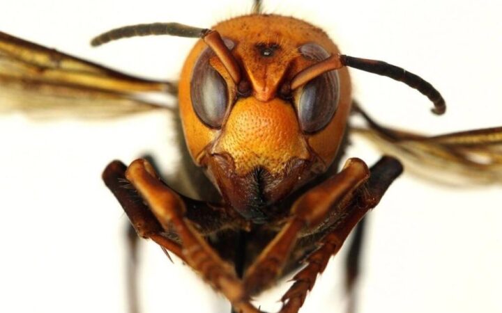 La Inteligencia Artificial se une a la lucha contra el avispón asiático, especie invasora: Estudio