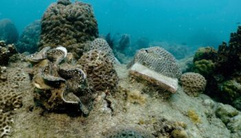 Confirman cuarto evento global de blanqueamiento de corales | NOAA