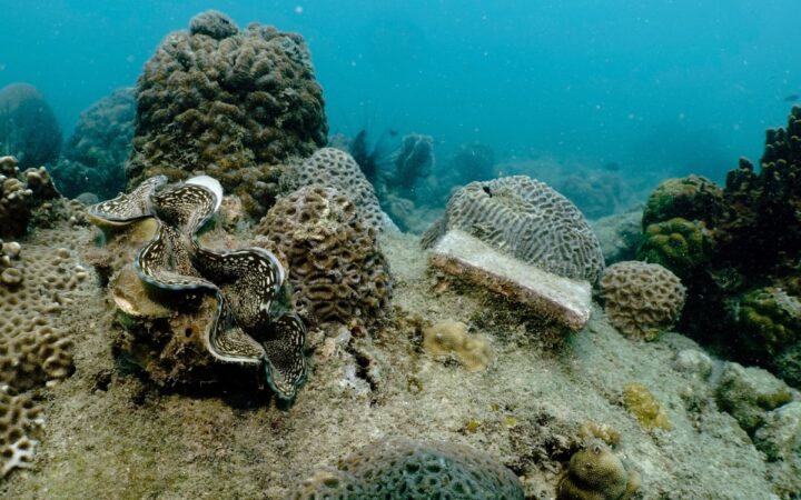 Confirman cuarto evento global de blanqueamiento de corales | NOAA