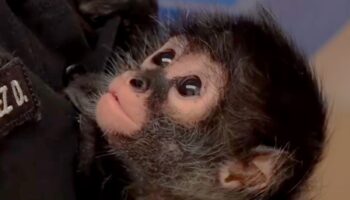 ‘Botas’, pequeño mono araña rescatado en operativo, fue entregado a Profepa