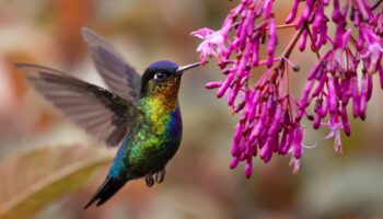 Las Plumas de la Serpiente: El colibrí y la onomatopeya de su vuelo