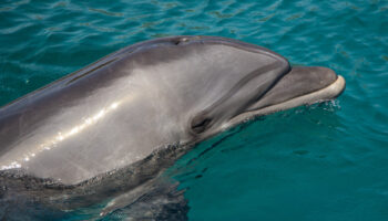 Matan a balazos a delfín en Estados Unidos