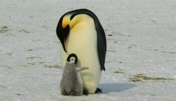 El deshielo diezma la reproducción del pingüino emperador