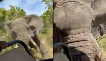 Elefante ataca a un grupo de turistas y mata a una mujer en safari de Zambia | Video