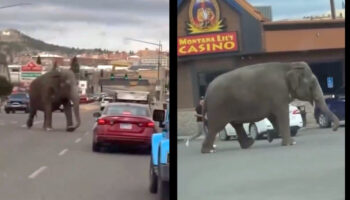 Elefanta ‘Viola’ escapa de un circo y huye por las calles en Montana, EU