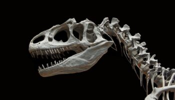 Estudio sobre dinosaurios refuta una teoría vigente desde el siglo XIX