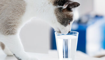 ¿Por qué los gatos aman tomar agua de nuestros vasos? #Niñonautas con Kirén Miret