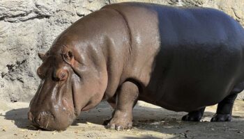 Gen-chan, la hipopótama que Africam Safari envió a Japón como macho y resultó una hembra