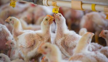 Gripe aviar se propaga a mamíferos y genera preocupación sobre transmisión a humanos