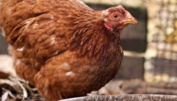 Vacas contagiaron influenza aviar a una persona en Texas, confirma CDC