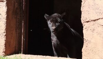 Confirman que muerte de jaguar del Zoológico de Morelia fue por agua contaminada