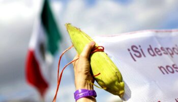 México espera para septiembre resolución de disputa de comercial con EU sobre maíz