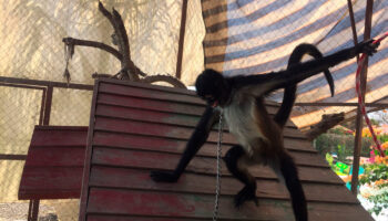 Mono araña es rescatada en Morelos; vivía encadenada