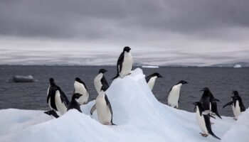 Científicos creen que miles de pingüinos antárticos murieron por un brote de gripe aviar