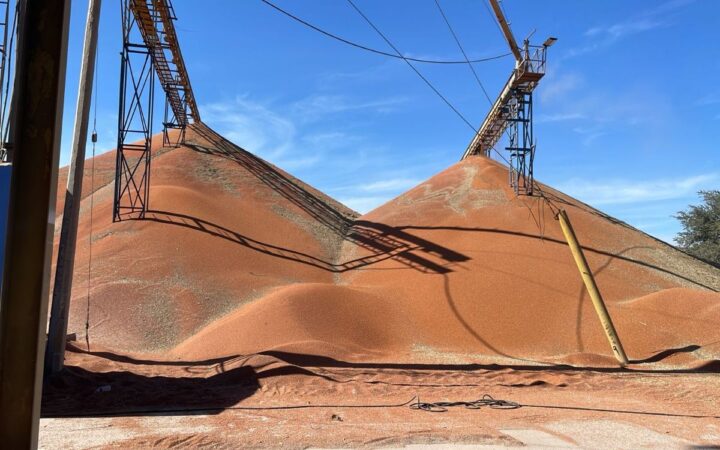 Productores de Sorgo en Nayarit advierten que ya no es rentable el cultivo