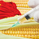 Edición y alteración genética de cultivo, maíz y semillas