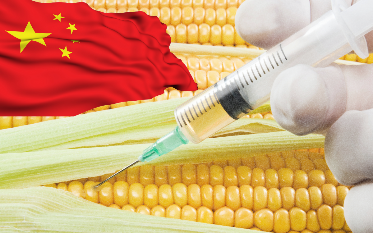 China approves first genetically edited wheat