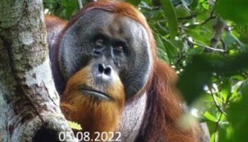 Orangután se cura con planta medicinal y maravilla a científicos