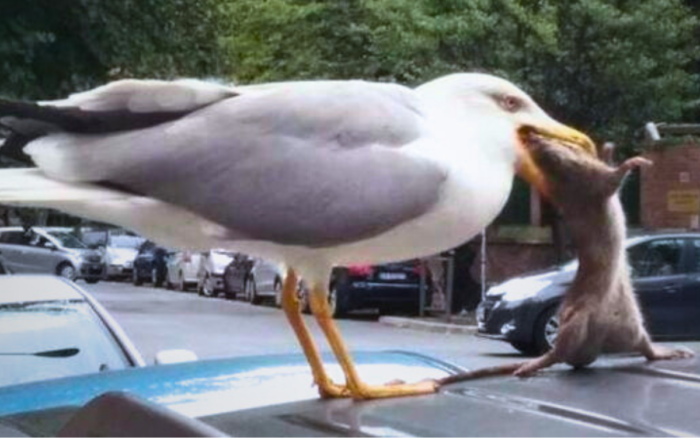 Roma-Gaviota-agresivas-comiendo-rata-210524