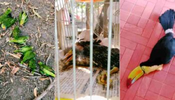 Fotos | Mueren decenas de aves por fuerte calor en la Huasteca Potosina