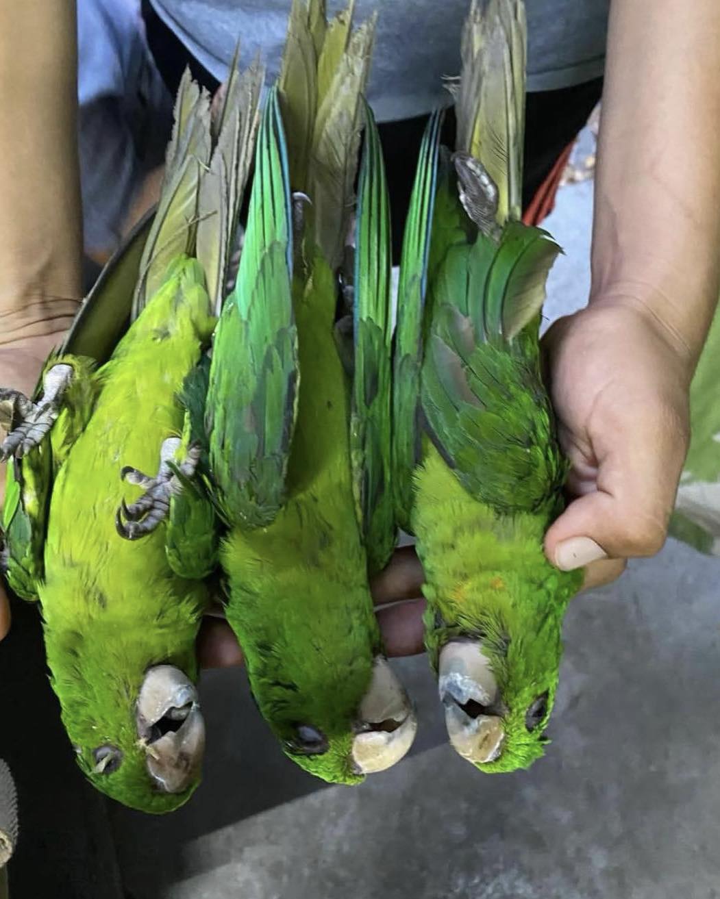 Fotos | Mueren decenas de aves por fuerte calor en la Huasteca Potosina |  Aristegui Noticias