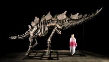 Subastarán en NY un esqueleto de dinosaurio que vivió hace 150 millones de años