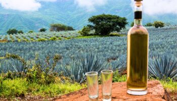 ¡Atención! Estos tequilas tienen menos bebida de la que declaran: Profeco