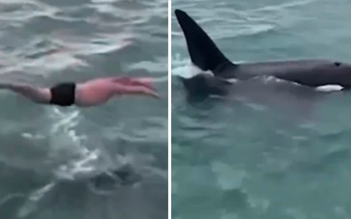 Man fined for attacking orca and her calf |  video