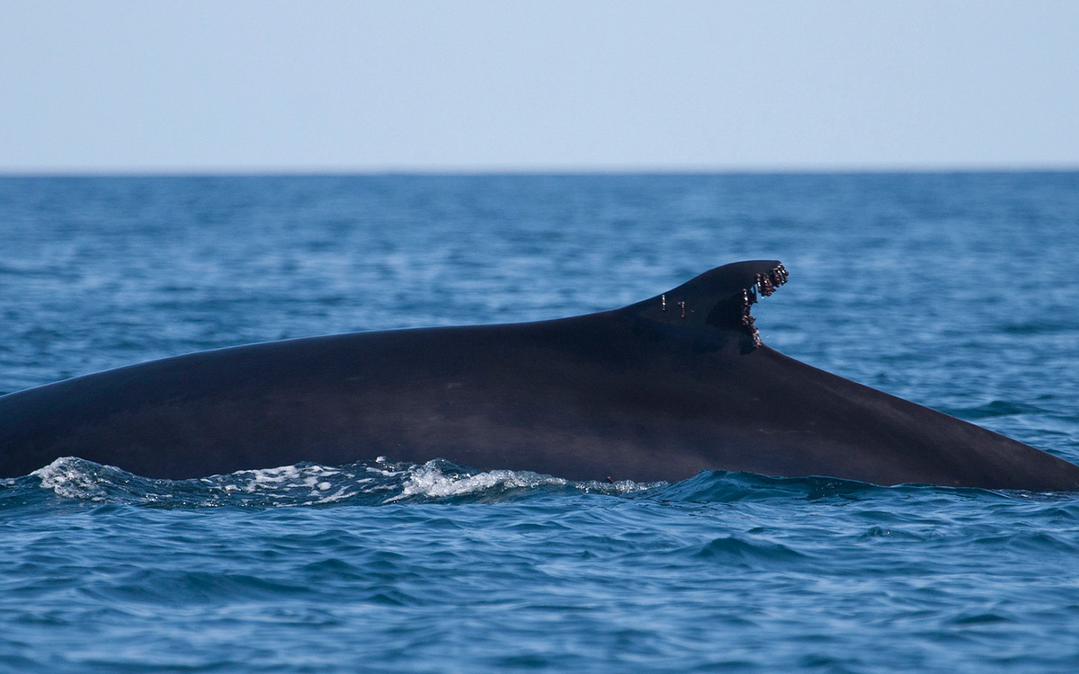 Japan to add another whale species to list of commercial hunts