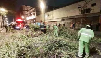 Videos y fotos | Luego del calor extremo, fuertes vientos derriban árboles y cables en CDMX