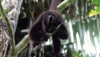 Muertes de monos aulladores se extienden a Veracruz y Campeche: Semarnat