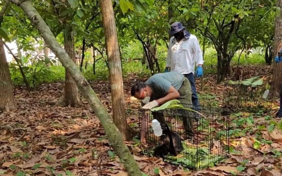 Tras episodio de deshidratación, Profepa reubica a 7 monos saraguatos en Tabasco